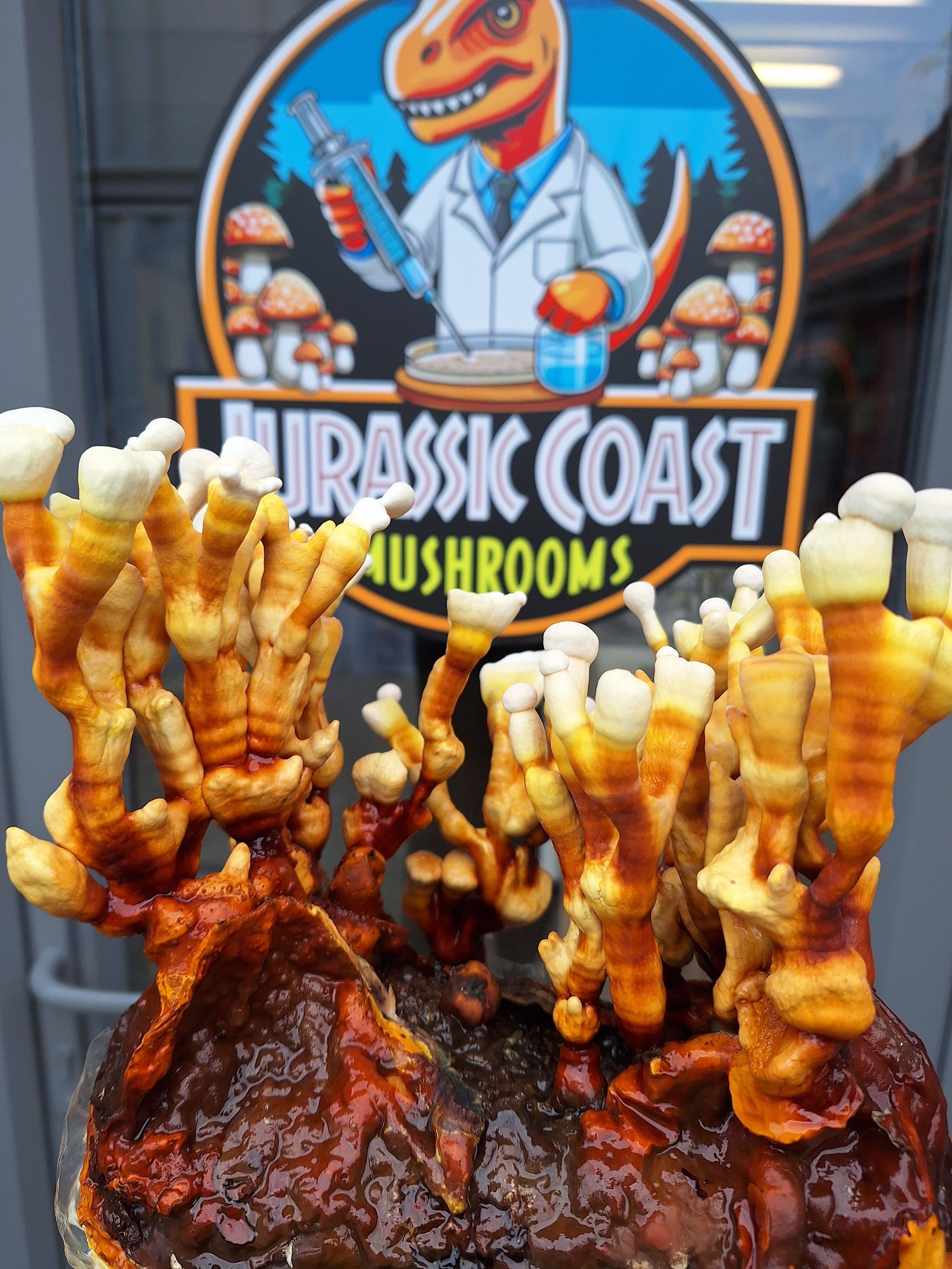 Reishi Grain Spawn