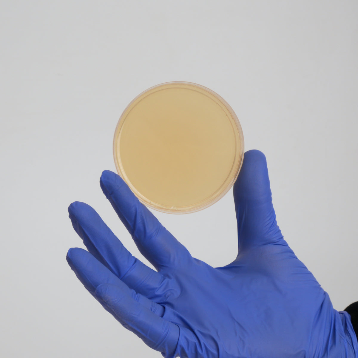 Potato Dextrose Yeast Agar (PDYA) Petri Dishes for Mushroom Mycelium Cultivation (10pk)