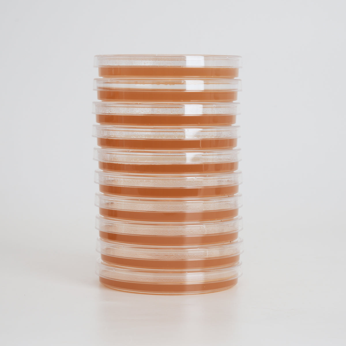 Organic Sorghum Agar Petri Dishes for Mushroom Mycelium Cultivation (10pk)
