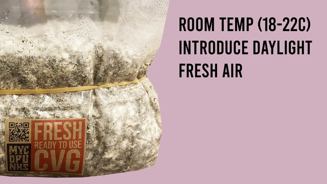 Step 18: Fruiting Conditions