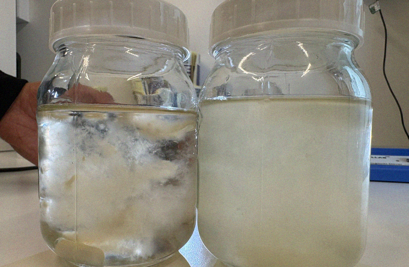Bacterial contam! 🦠