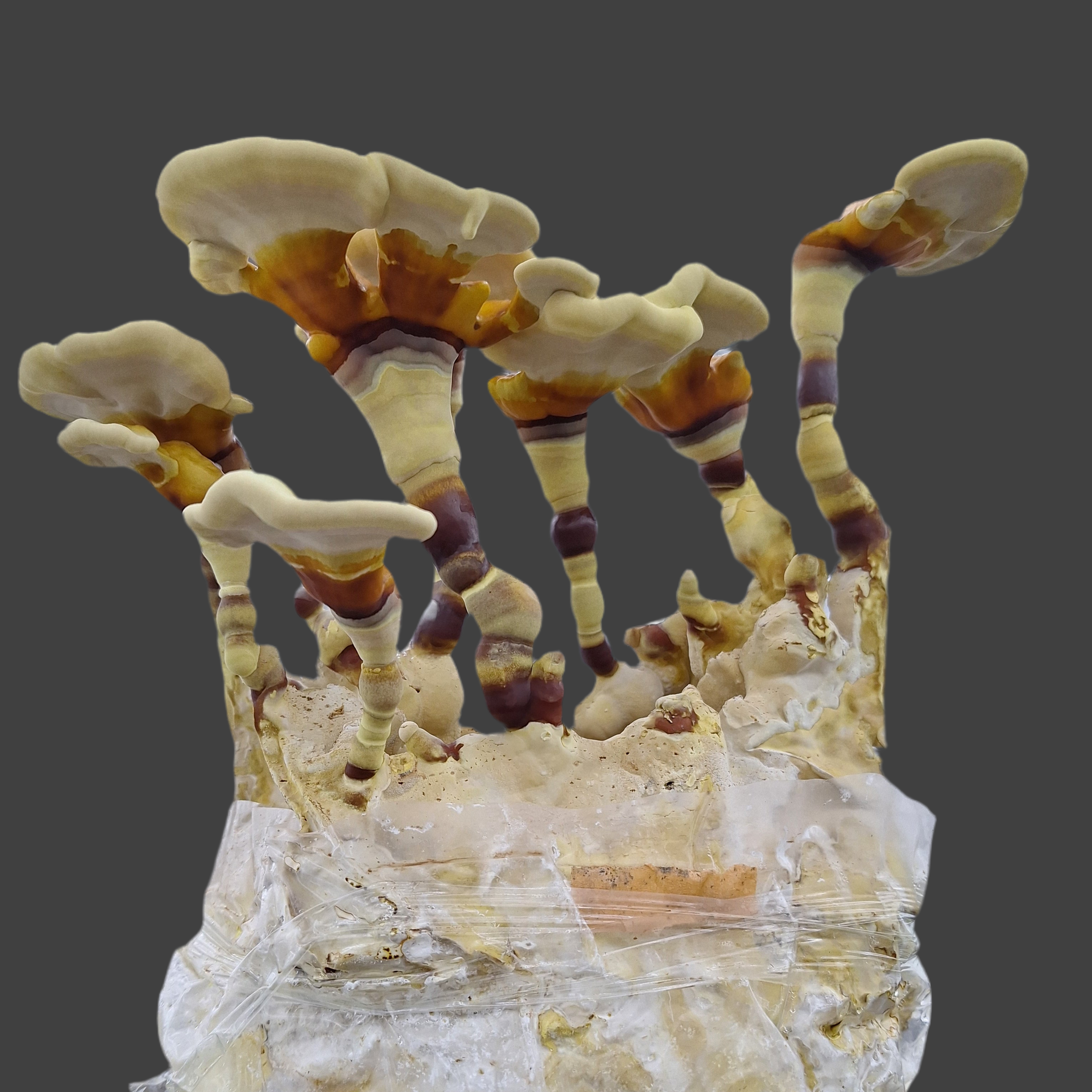 Reishi Grain Spawn