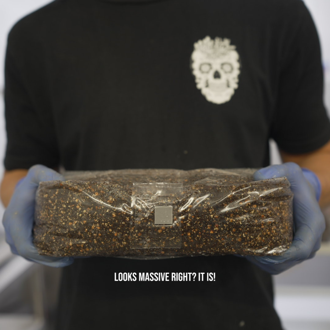 XL EASY AF Mushroom Grow Kit (All-In-One)