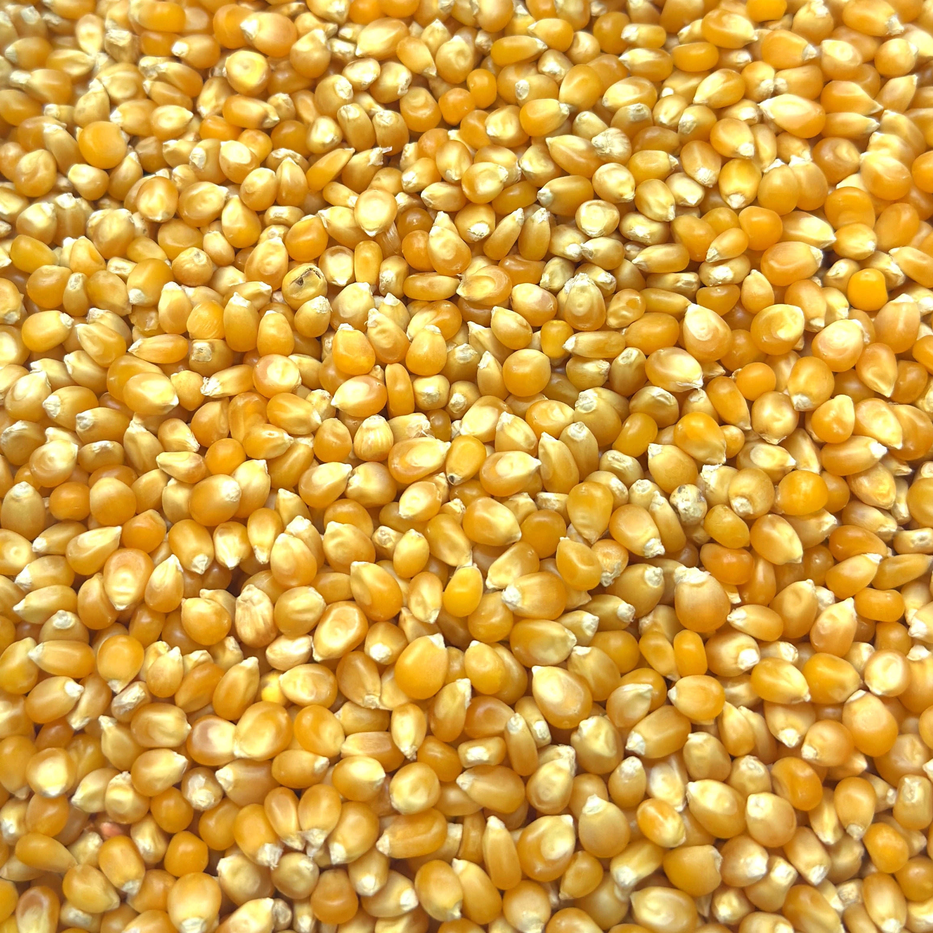 Close up of some lovely MycoPunks non-GMO popcorn