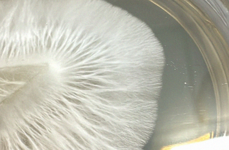 MycoPunks