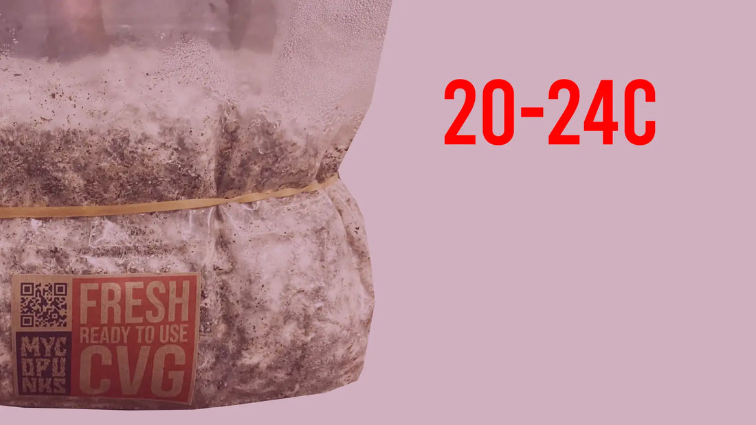 Step 17: Back into incubation