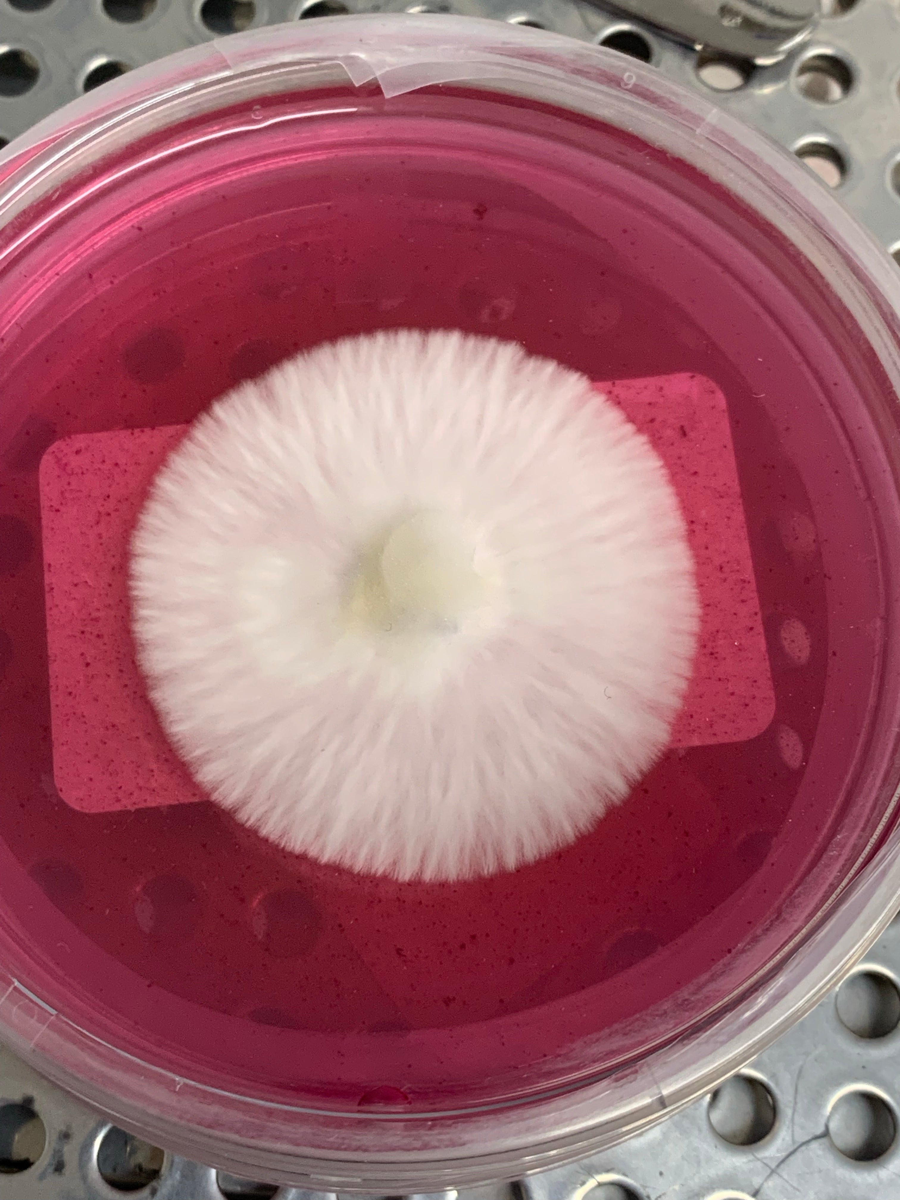 Thick white strands of mycelium spreading out from the centre of one rose bengal MycoPunks agar plate